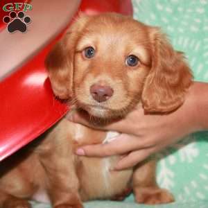 Steve Rogers, Dachshund Puppy